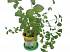 Набор для выращивания растений - Мята дикая  - миниатюра №2